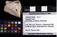 Foto (Objket + Etiketten) von Decapoda indet. 